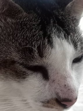 Büyük gözlü kedinin yakın plan fotoğrafı.