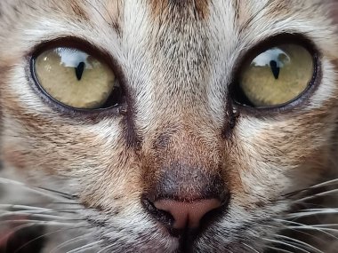 Büyük gözlü kedinin yakın plan fotoğrafı.