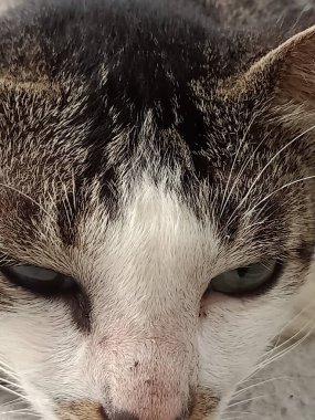 Büyük gözlü kedinin yakın plan fotoğrafı.