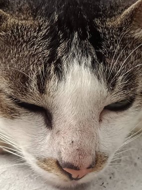 Büyük gözlü kedinin yakın plan fotoğrafı.