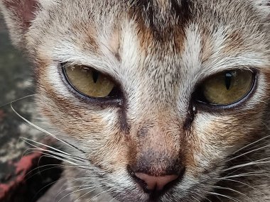 Büyük gözlü kedinin yakın plan fotoğrafı.