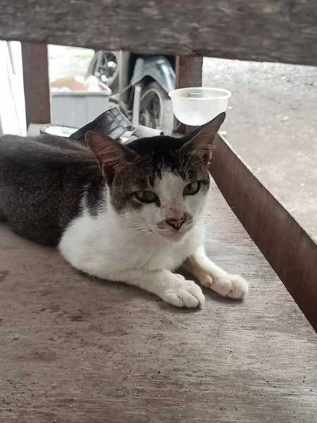 Büyük gözlü kedinin yakın plan fotoğrafı.