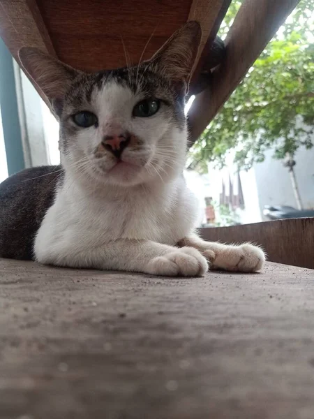 Büyük gözlü kedinin yakın plan fotoğrafı.