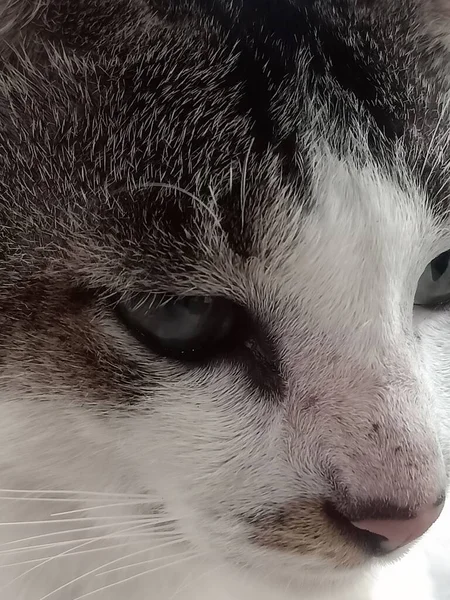 Tier Nahaufnahme Foto Von Katze Mit Den Großen Augen — Stockfoto