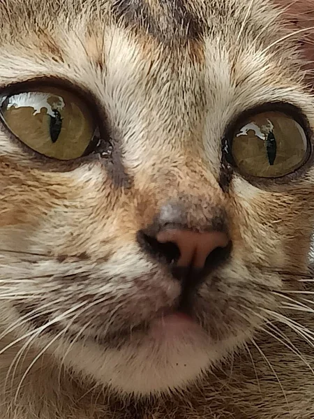 Ζώο Closeup Φωτογραφία Της Γάτας Μεγάλα Μάτια — Φωτογραφία Αρχείου