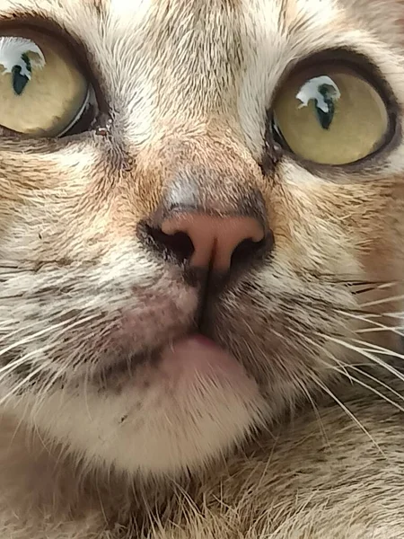 Büyük gözlü kedinin yakın plan fotoğrafı.