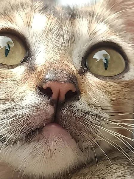 Animal Primer Plano Foto Gato Con Los Grandes Ojos — Foto de Stock