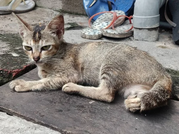 Büyük gözlü kedinin yakın plan fotoğrafı.