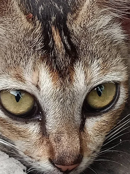 Büyük gözlü kedinin yakın plan fotoğrafı.