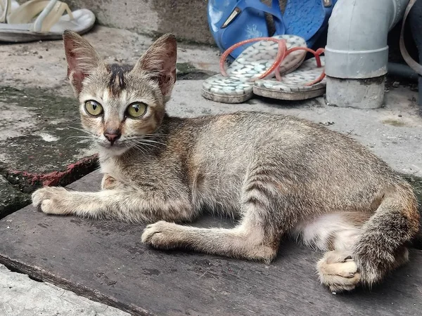 Fotografia Primo Piano Animale Gatto Con Gli Occhi Grandi — Foto Stock