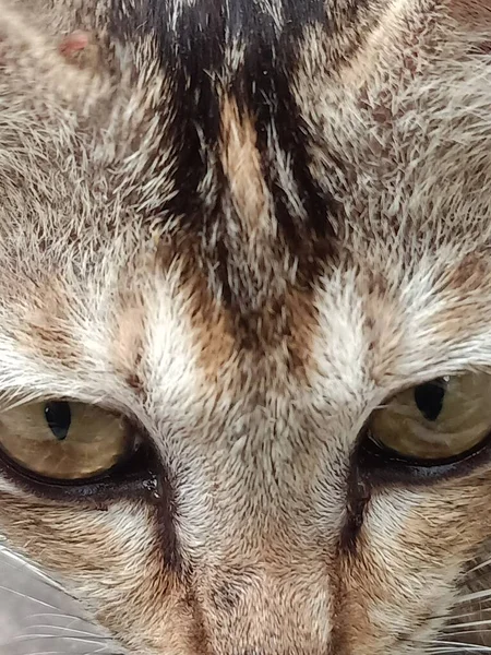 Zvířecí Detailní Fotografie Kočky Velkýma Očima — Stock fotografie