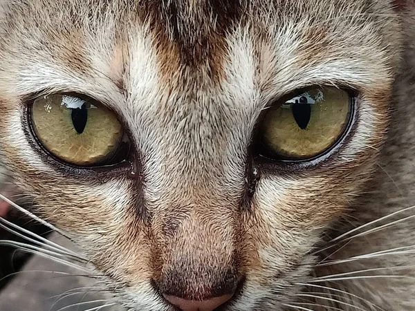 Büyük gözlü kedinin yakın plan fotoğrafı.