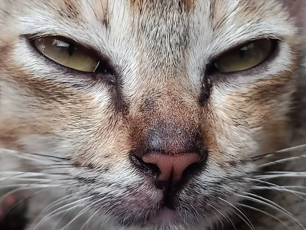 大きな目の猫の動物のクローズアップ写真 — ストック写真
