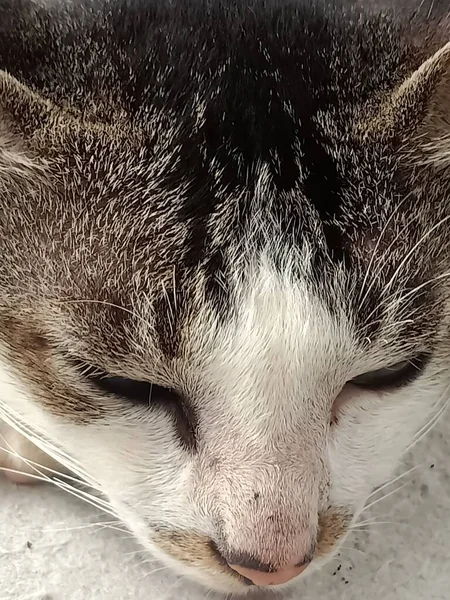 Hewan Menutup Foto Kucing Dengan Mata Besar — Stok Foto