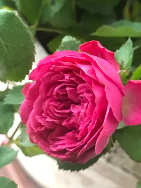 Закрыть Розовые Бутоны Красивых Цветов — стоковое фото