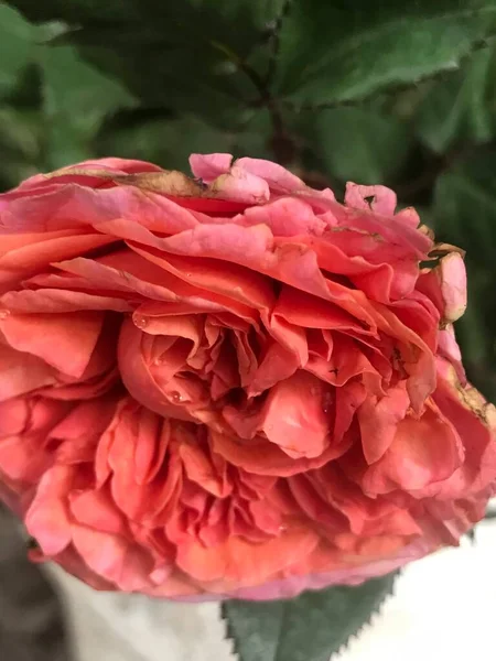 Close Rose Bud Beautiful Flowers — ストック写真