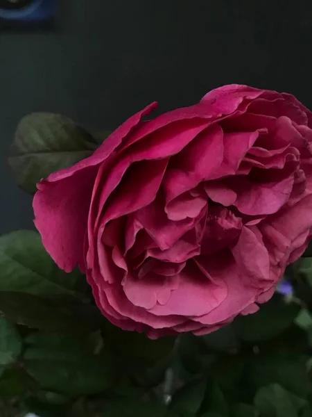 Güzel çiçeklerin gül goncalarına yakın.