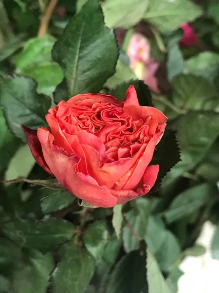 Nahaufnahme Der Rosenknospe Mit Schönen Blumen — Stockfoto