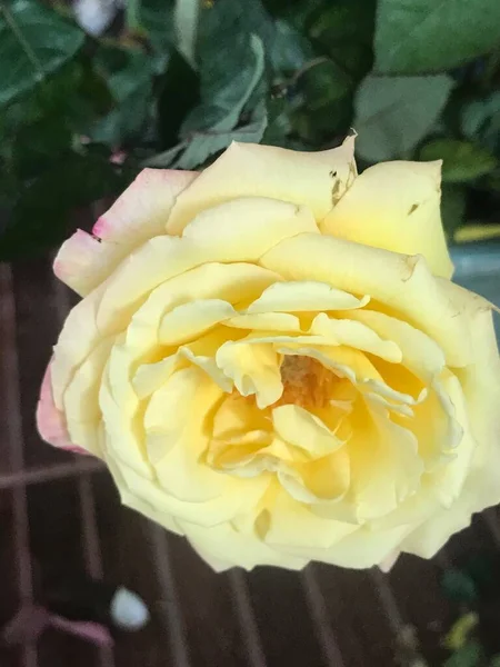 Güzel çiçeklerin gül goncalarına yakın.