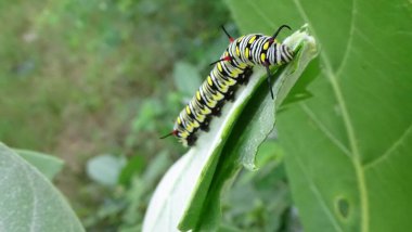 Yaprağın üzerindeki renkli tırtılın fotoğraflarını kapat.