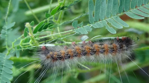 Close up photos of color caterpillar on the leaf