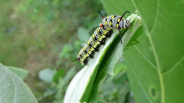 Yaprağın üzerindeki renkli tırtılın fotoğraflarını kapat.