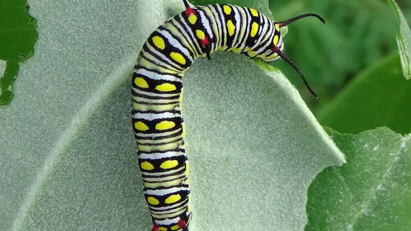 Close up photos of color caterpillar on the leaf