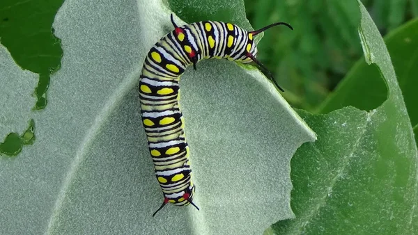 Close up photos of color caterpillar on the leaf