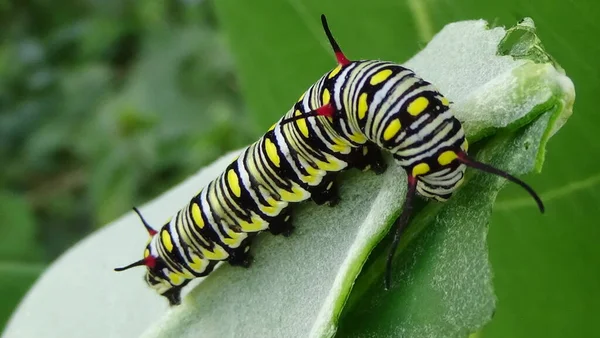 Close Photos Color Caterpillar Leaf — Photo
