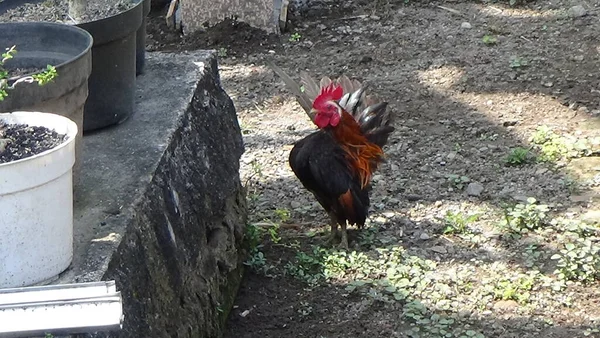 Serama Chicken, one of the smallest chicken in the word