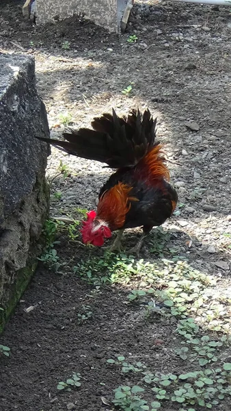Serama Chicken One Smallest Chicken Word — Stok Foto