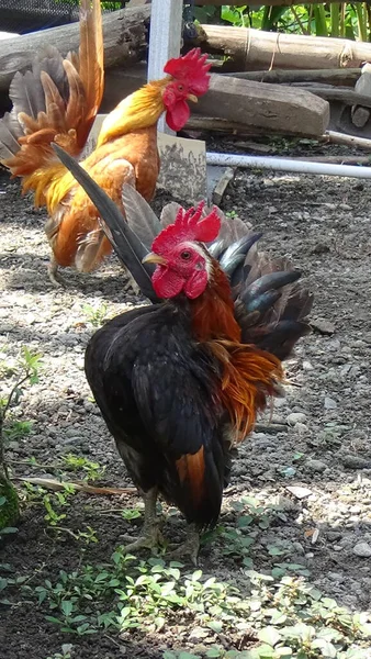 Serama Chicken Eines Der Kleinsten Hühner Der Welt — Stockfoto