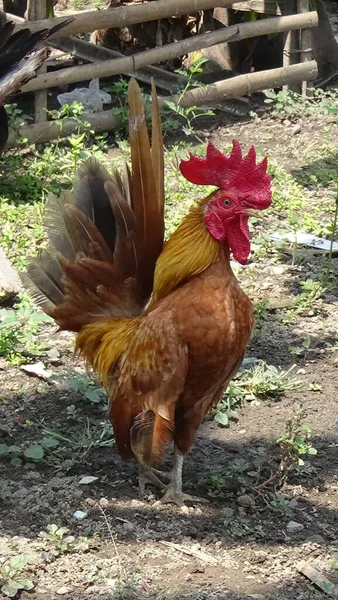 Serama Chicken Minsta Kycklingar Ordet — Stockfoto