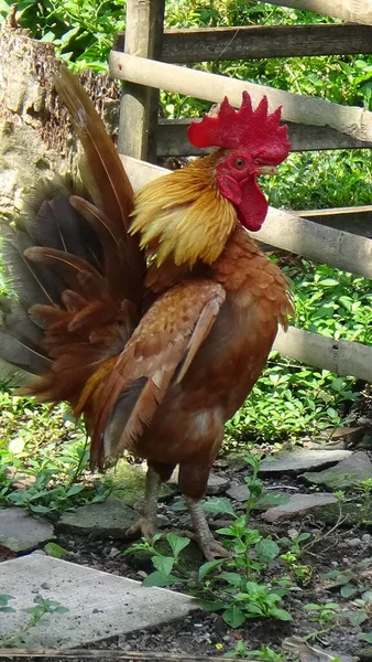 塞拉玛小鸡 世界上最小的鸡之一 — 图库照片