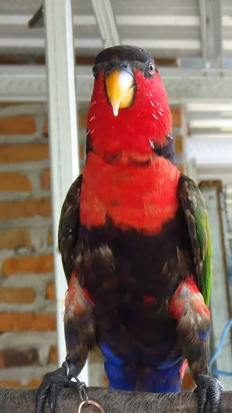 Endonezya 'da nadir görülen renkli nuri kuşu