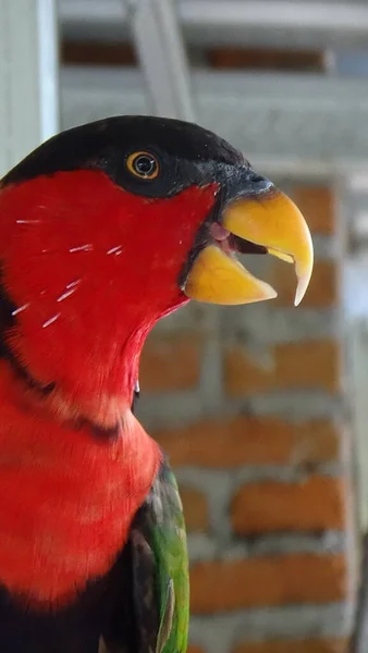 Endonezya 'da nadir görülen renkli nuri kuşu