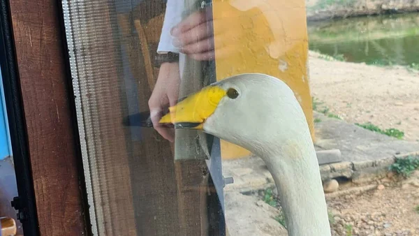 Kuşların Kanada 'sı