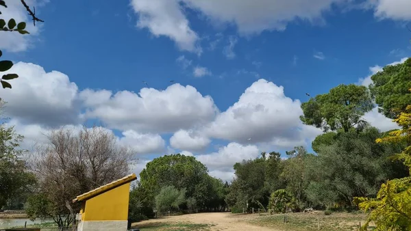 Kuşların Kanada 'sı