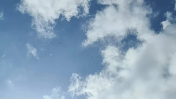 Canadá Las Aves — Foto de Stock