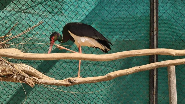 Kuşların Kanada 'sı