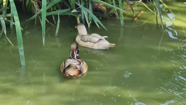 Kuşların Kanada 'sı