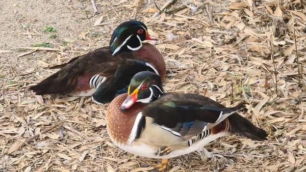 Kuşların Kanada 'sı