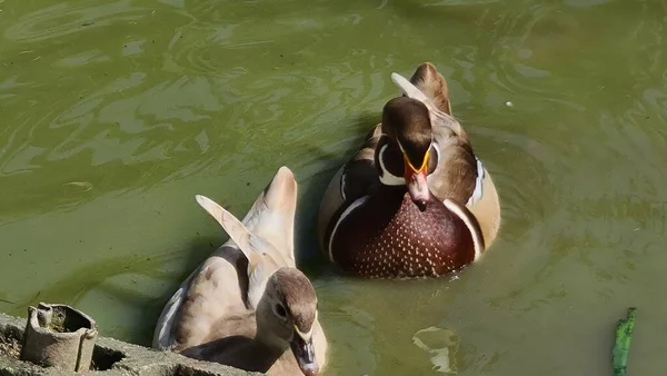 Kuşların Kanada 'sı