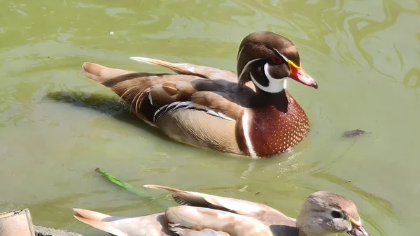 Canada Des Oiseaux — Photo