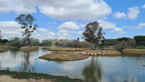 Kuşların Kanada 'sı