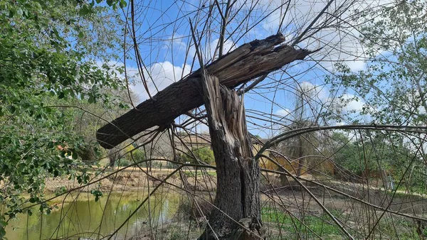 Kuşların Kanada 'sı