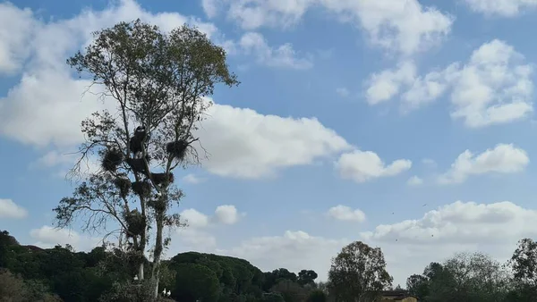 Kuşların Kanada 'sı