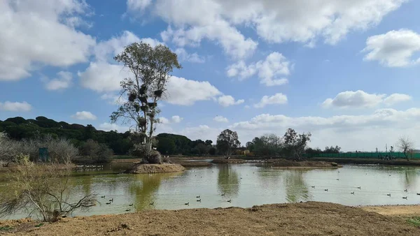 Kuşların Kanada 'sı