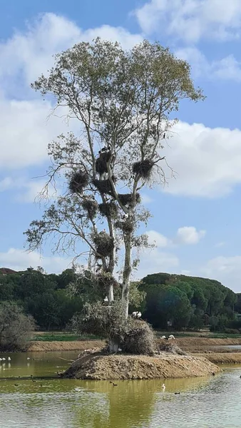 Kuşların Kanada 'sı