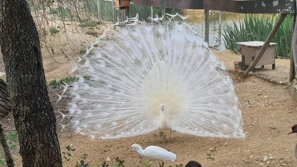 Kuşların Kanada 'sı